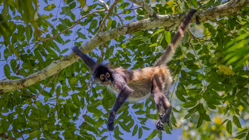 Spider monkey hanging below a branch by its tail and one arm, long limbs spread, against blue sky