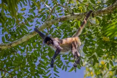 Geoffroy's Spider Monkey