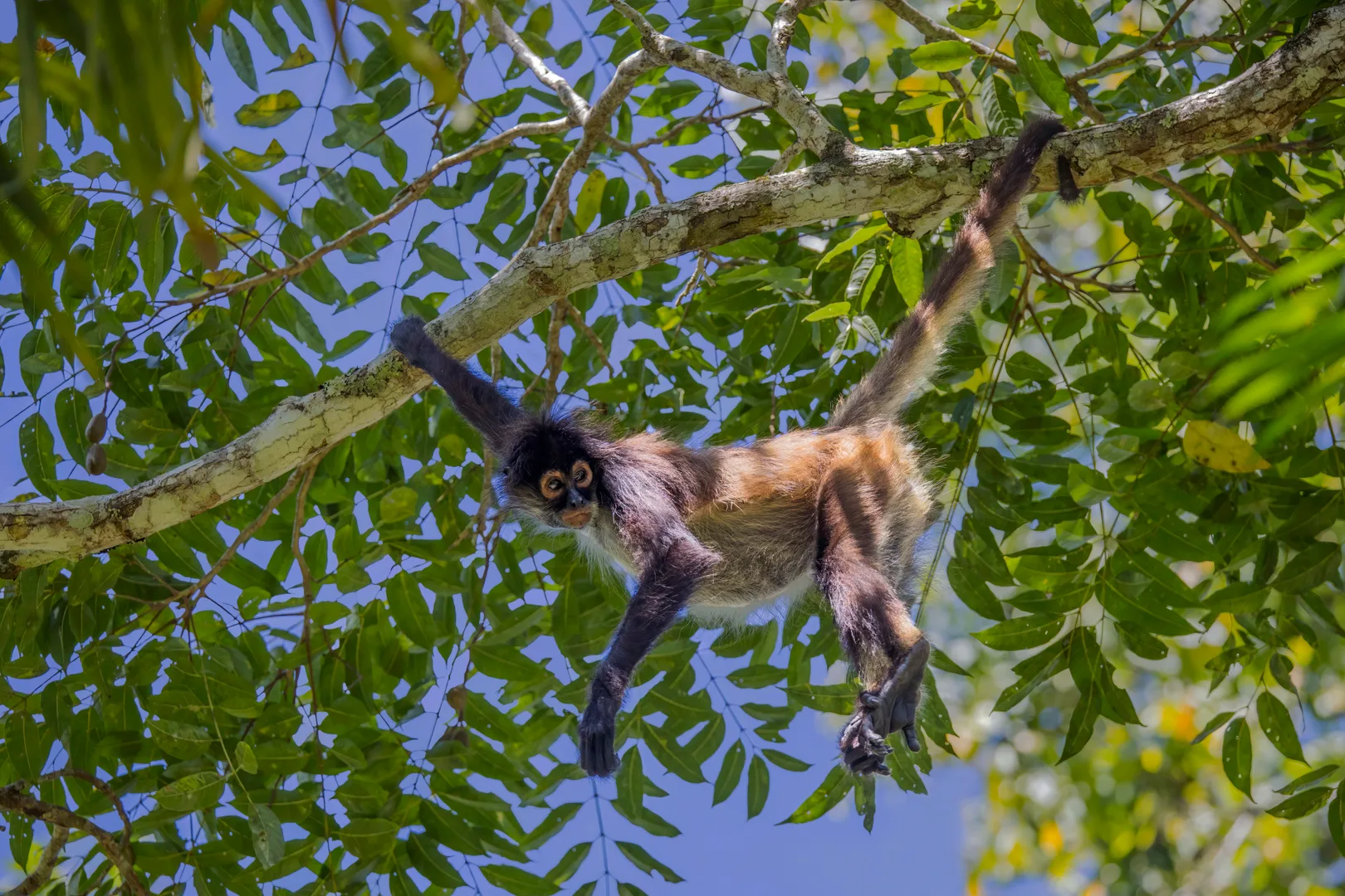 Click to view full screen Spider monkey hanging below a branch by its tail and one arm, long limbs spread, against blue sky