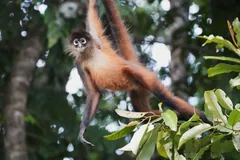 Reddish spider monkey hanging from its tail and arms among forest leaves