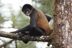 Spider monkey with a dark face and orange-brown flanks sitting on a pine branch