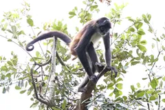 Dark spider monkey walking along a branch with its long tail curled above it
