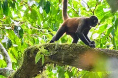 Spider monkey walking on all fours along a mossy branch, tail raised in a curl