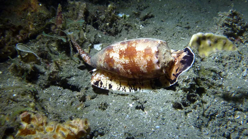 A live geography cone gliding over dark sand at night, its pale funnel-shaped mouth flared open