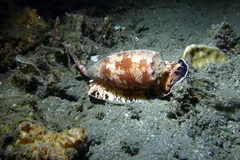 Geography Cone Snail