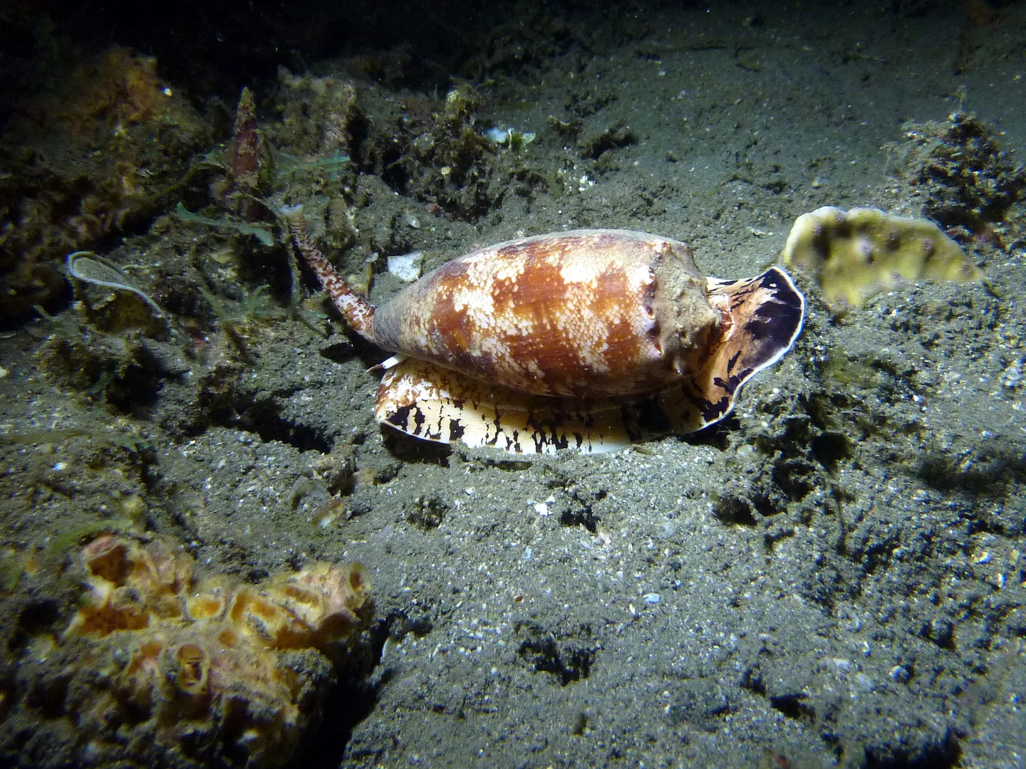 Geography Cone Snail