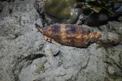 A live geography cone crawling across grey reef rubble at night, its orange-brown soft body showing at one end