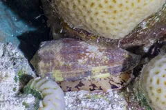 A live geography cone wedged in a crevice under a rounded coral, its tent-patterned shell and pale body edge showing