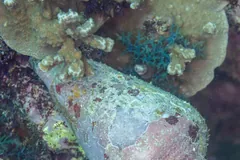 A geography cone lying among coral, its shell crusted with pink and green growth