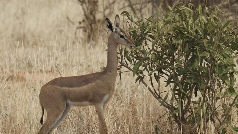 Gerenuk (Litocranius walleri) reaching its long neck toward the leaves of a shrub in dry grass