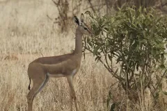 Gerenuk