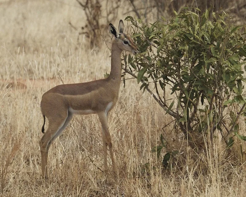 Gerenuk (Litocranius walleri) reaching its long neck toward the leaves of a shrub in dry grass