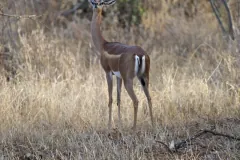 Gerenuk (Litocranius walleri) seen from behind in tall dry grass, its long neck stretched upward