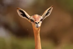 Head and long neck of a gerenuk facing forward, its large ears spread wide