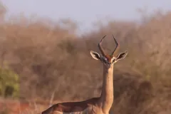 Male gerenuk with curved horns standing side-on in dry scrub