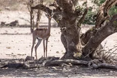 Gerenuk standing in the shade of a twisted tree on bare sandy ground