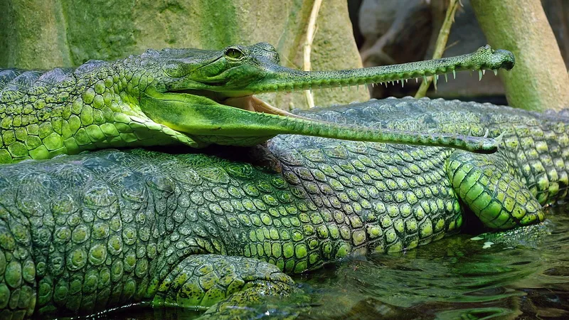 Gharial (Gavialis gangeticus) in wild river freshwater habitat