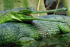 Gharial (Gavialis gangeticus) in wild river freshwater habitat