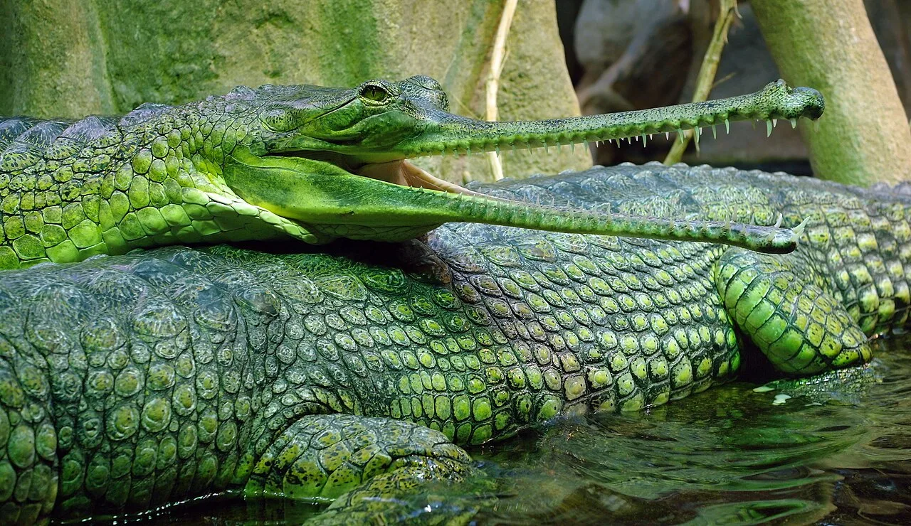 Gharial (Gavialis gangeticus) in wild river freshwater habitat