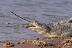 Gharial (Gavialis gangeticus) in wild river freshwater habitat