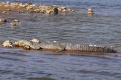 Gharial (Gavialis gangeticus) in wild river freshwater habitat