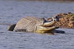 Gharial (Gavialis gangeticus) in wild river freshwater habitat