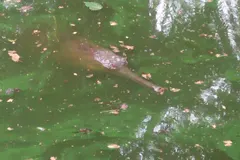 Gharial (Gavialis gangeticus) in wild river freshwater habitat