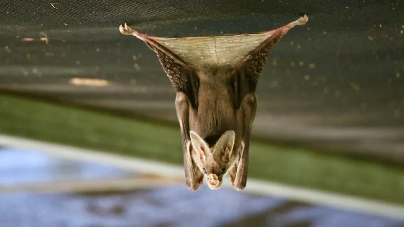 Ghost bat hanging from an overhang by its feet with its wings spread above it