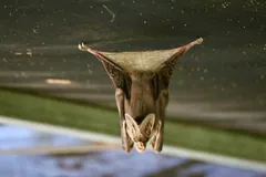 Ghost Bat