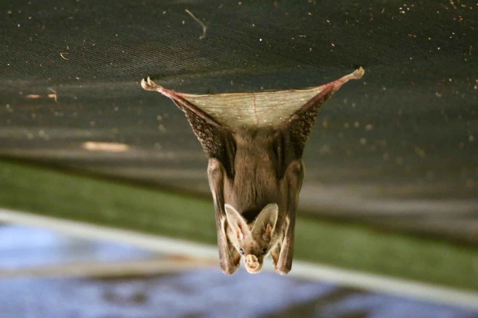 Ghost Bat