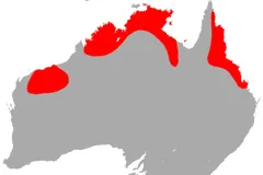 Map of Australia shading the ghost bat's range in patches across northern Australia
