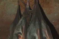 Captive ghost bats roosting in a tight cluster against a red rock wall