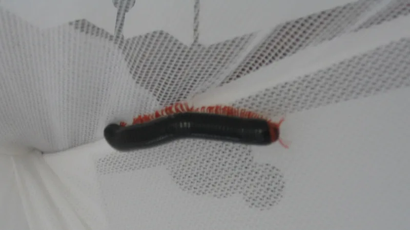 giant african millipede in natural habitat