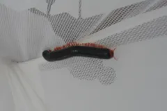giant african millipede in natural habitat