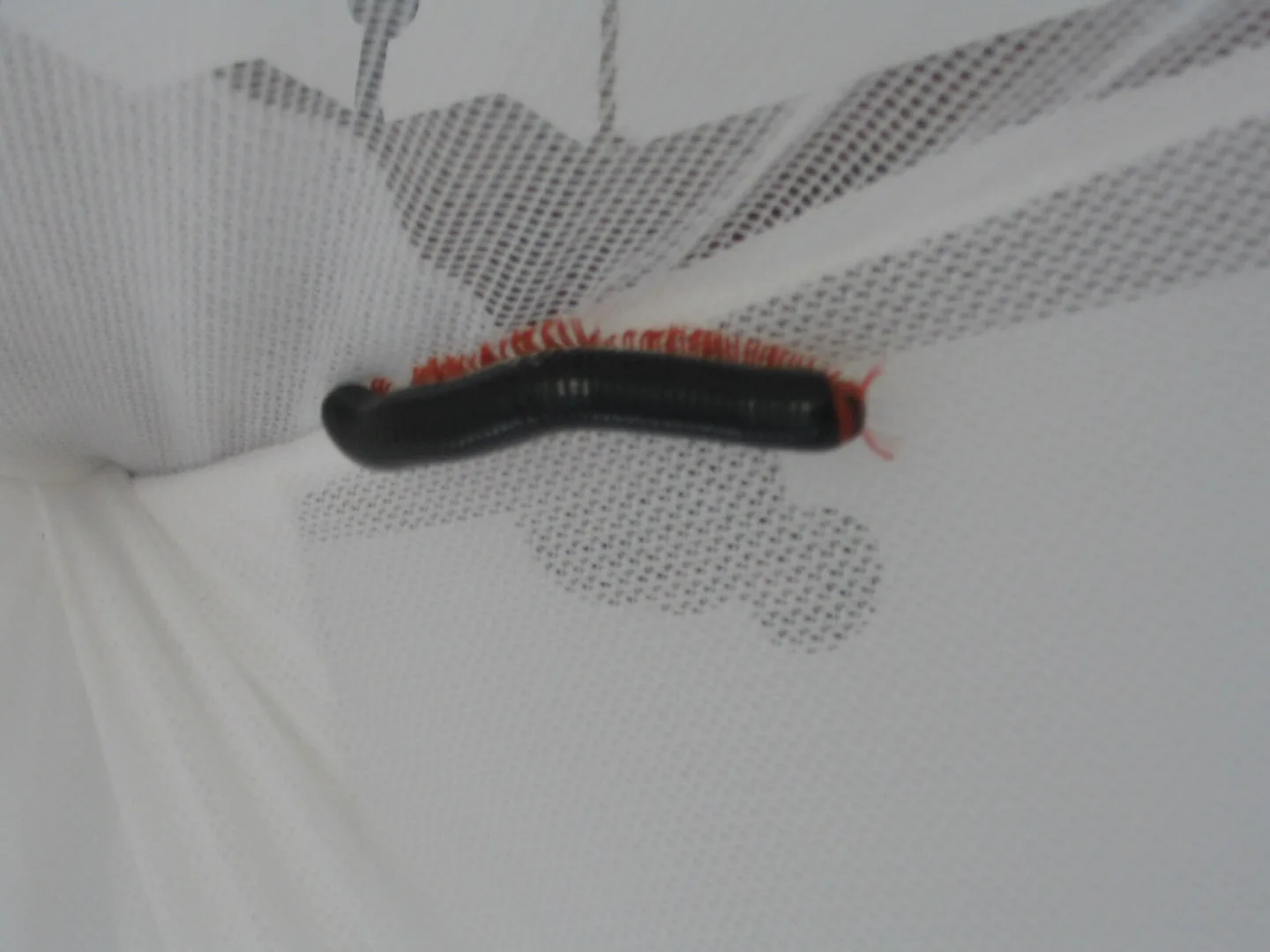 giant african millipede in natural habitat