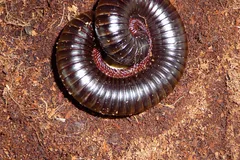 giant african millipede in natural habitat