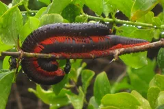 giant african millipede in natural habitat