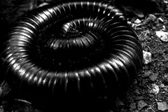 giant african millipede in natural habitat