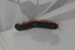 giant african millipede in natural habitat