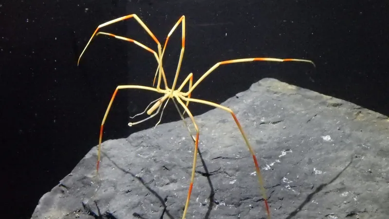 Giant sea spider with long thin golden legs standing on a grey rock