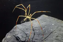 Giant Antarctic Sea Spider