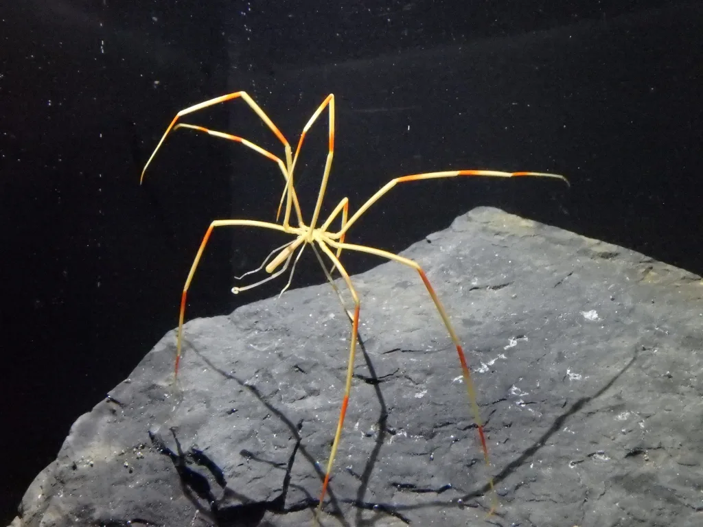 Giant Antarctic Sea Spider