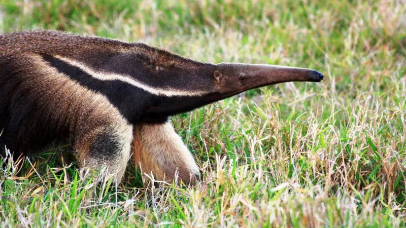 Giant anteater in side view, long tubular snout lowered over short grass