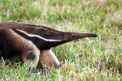 Giant Anteater