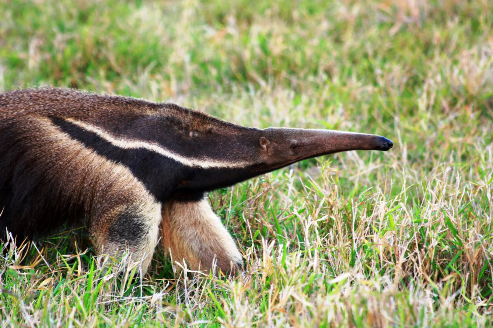 Giant anteater in side view, long tubular snout lowered over short grass