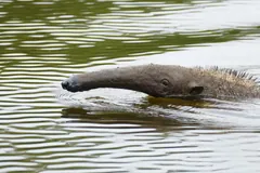 Giant anteater swimming across a river with only its head and back above water