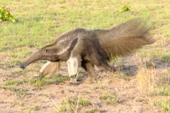 Giant anteater walking on bare ground with its bushy tail held out behind