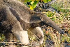 Close view of a giant anteater head with its narrow snout and small eye
