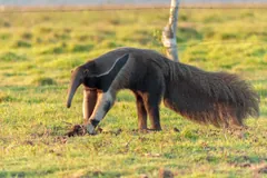 Giant anteater with its snout pressed into the ground while foraging