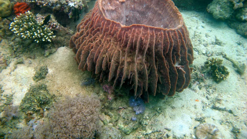 Giant barrel sponge with ridged brown sides on a sandy reef
